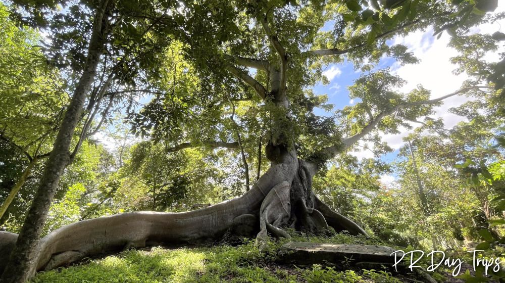 Ceiba de la Libertad