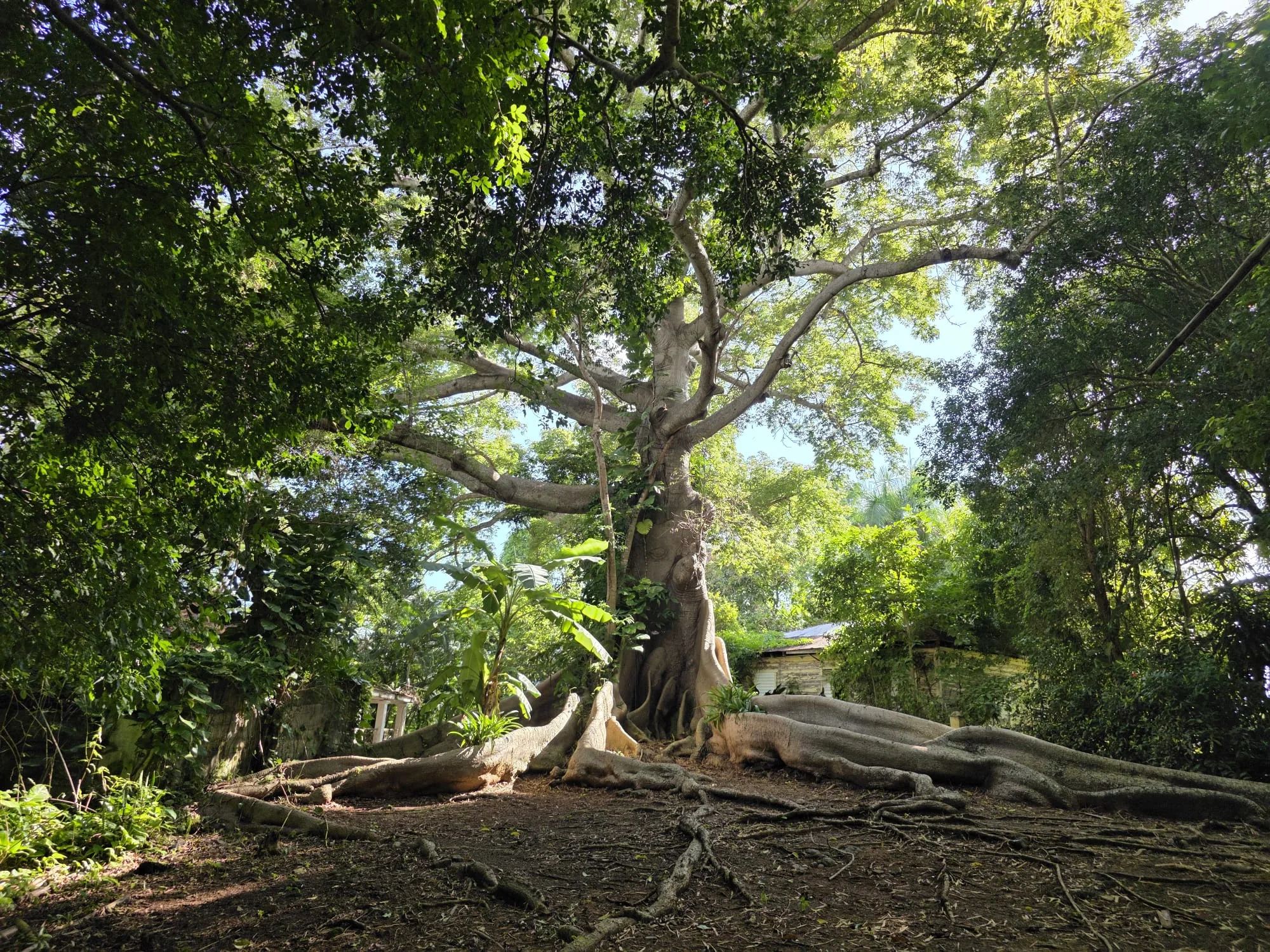 Ceiba de la Libertad — foto